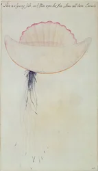 Portugiesische Galeere (Lithographie)